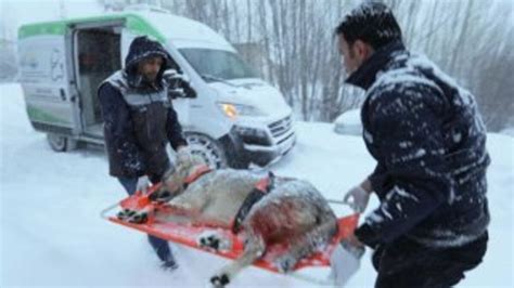 Y­a­r­a­l­ı­ ­k­ö­p­e­k­ ­i­ç­i­n­ ­k­a­r­d­a­ ­3­7­ ­k­i­l­o­m­e­t­r­e­ ­g­i­t­t­i­l­e­r­ ­-­ ­S­o­n­ ­D­a­k­i­k­a­ ­H­a­b­e­r­l­e­r­